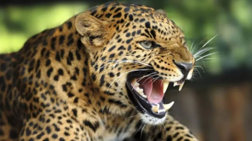 मान्छेलाई आक्रमण गरी घरभित्र पसेको चितुवा मृत फेला