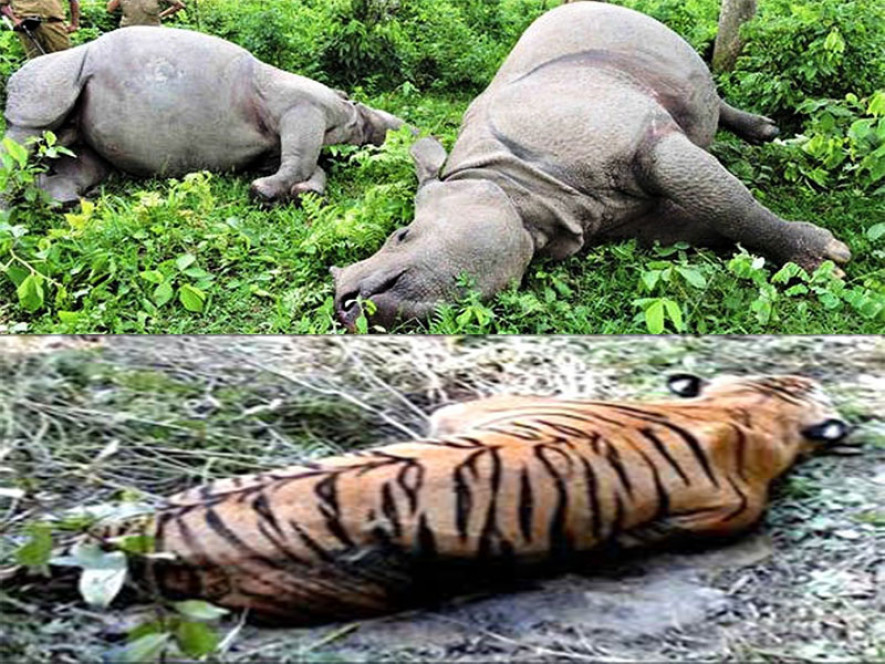 चितवन राष्ट्रिय निकुञ्जमा पाटे बाघ र गैंडा मृत अवस्थामा फेला