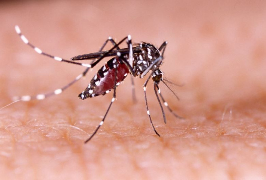 यसपटक देखिएको डेङ्गुमा सेरोटाइप-३ स्वरुप