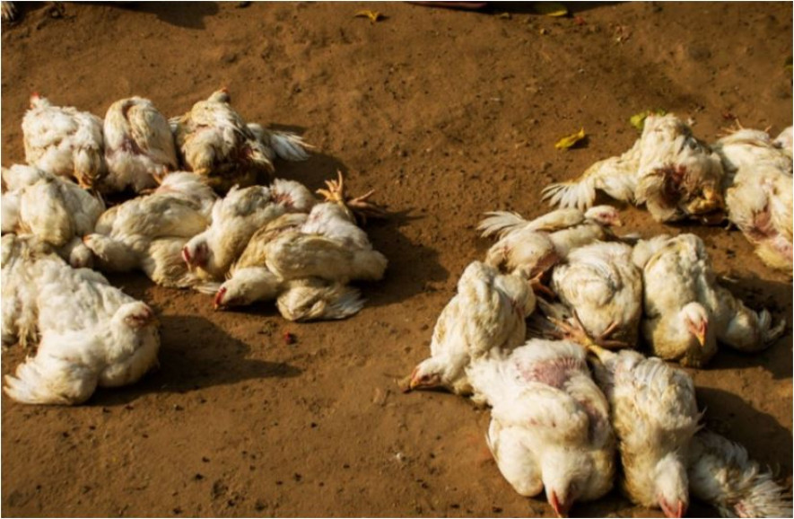 ‘वर्डफ्लु’ पीडित किसान भन्दछन्ः अझै राहत पाइएन