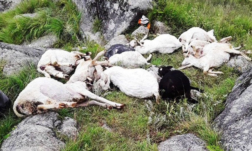 उत्तर काशीमा चट्याङमा परेर ३५० भन्दा बढी भेडा बाख्राको मृत्यु