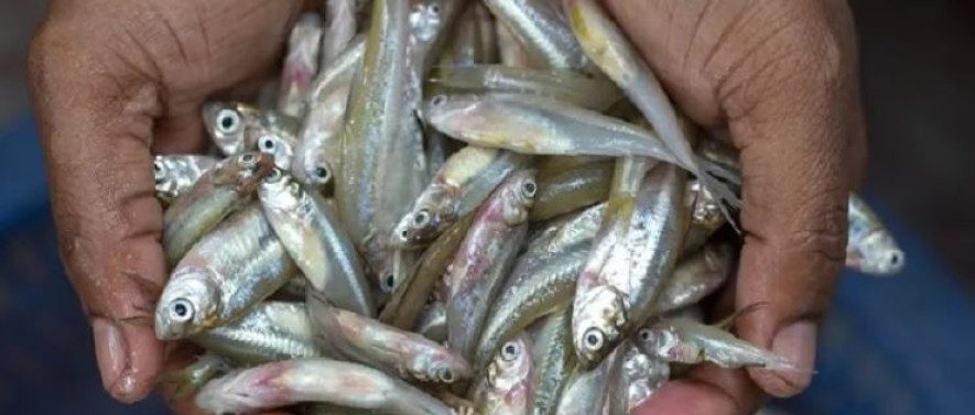 मेलम्ची खोलामा छोडियो माछाको भुरा