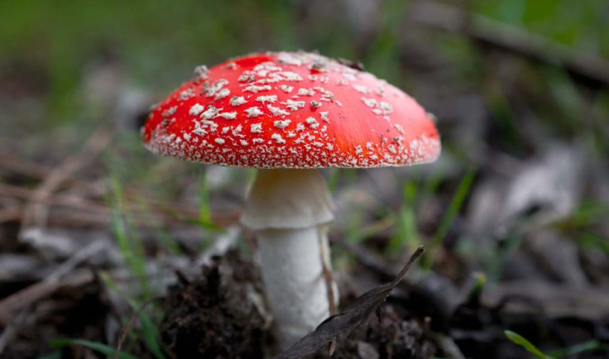 विषालु च्याउ खाँदा डोटीमा ११ जना बिरामी