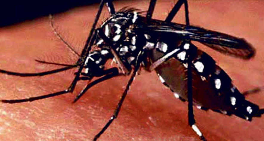 उपत्यकामा ‘लामखुट्टेको वासस्थान खोज र नष्ट गर’ अभियान