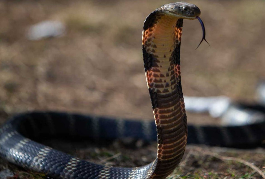 सर्पदंशबाट चारजनाको निधन