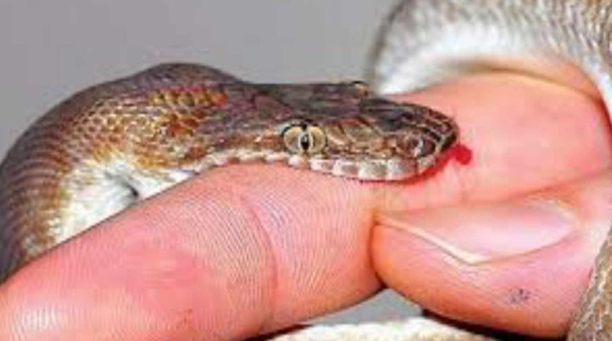 दाङमा सर्पको टोकाइबाट १६ वर्षीय किशोरको मृत्यु