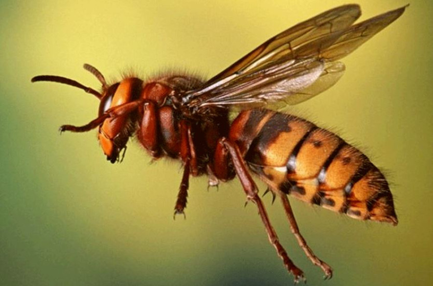 अरिंगालको टोकाईले एक युवकको मृत्यु