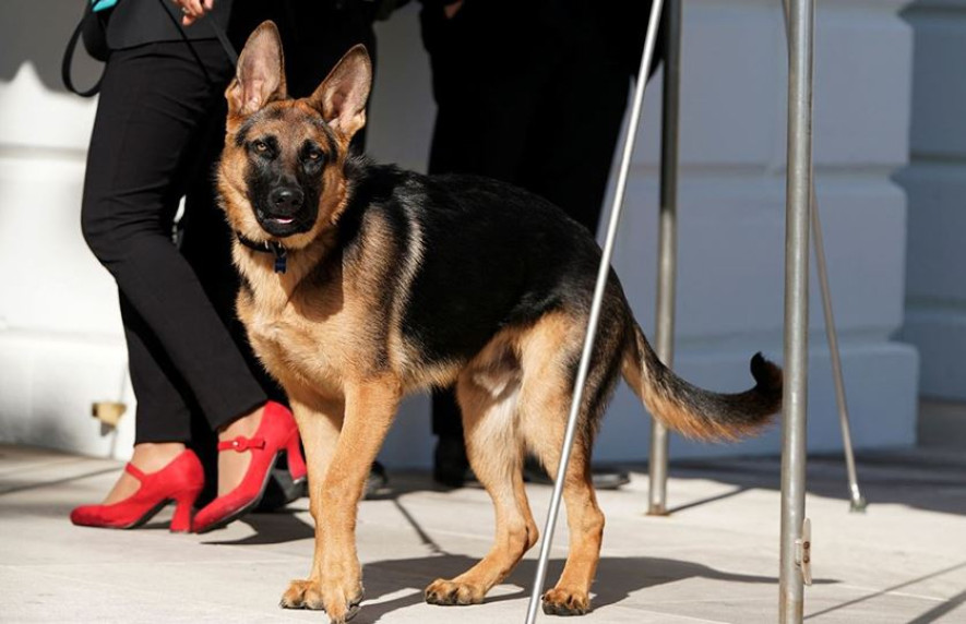 कर्मचारीलाई टोकेपछि अमेरिकी राष्ट्र्रपतिको कुकुरलाई घर निकाला