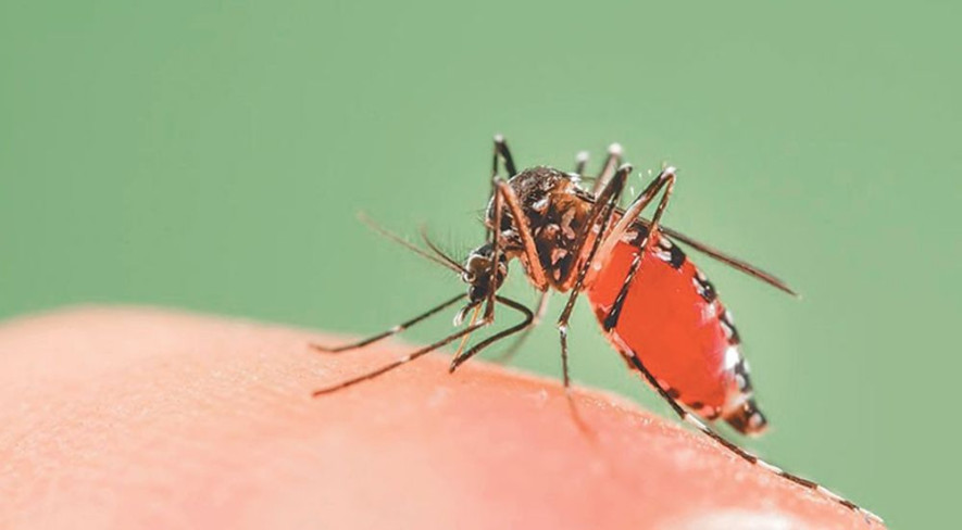 सबैभन्दा बढि काठमाण्डौँ डेंगु संङ्क्रमीत पुष्ट्रि