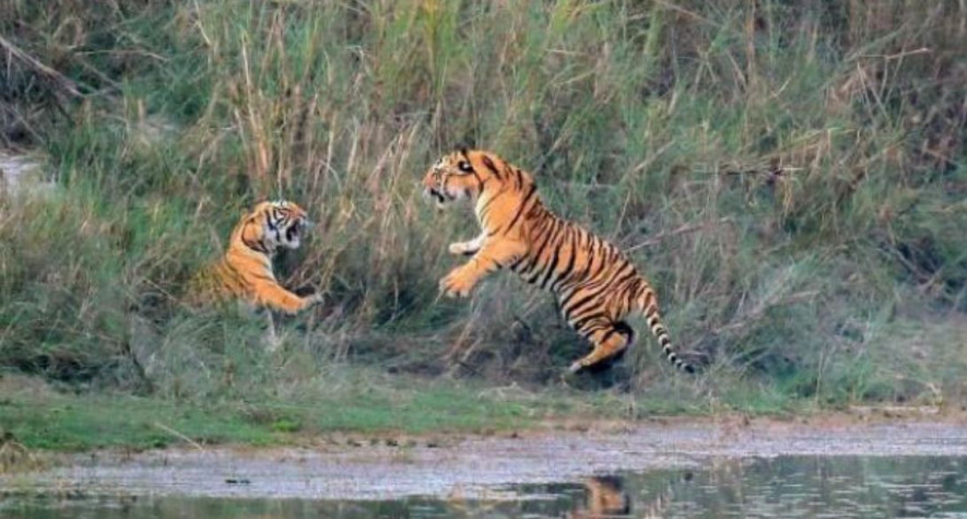 बाघको संख्या बढ्दा बासस्थानको समस्या