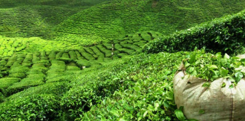 चिया निर्यातबाट बर्सेनी कति  विदेशी मुद्रा आर्जन हुने गरेको छ ?